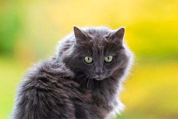 Male grey cat with fluffy fur looking back