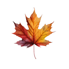 Fototapeta premium Red autumn maple leaf isolated on white background colorful fall foliage seasonal nature plant