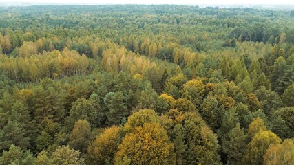 Fototapeta premium Aerial shot of lush green and yellow trees