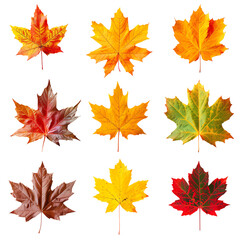 Autumn maple leaves isolated on white background set