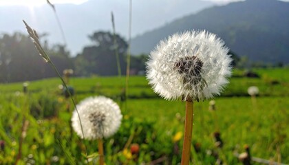 Naklejka premium Gentle Giants: A Serene Dandelion Meadow with Mountain Backdrop