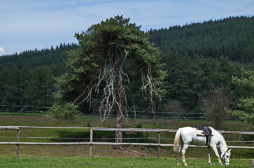 Mountain landscape with a beautiful horse on a spring green meadow, Plana mountain, Bulgaria  