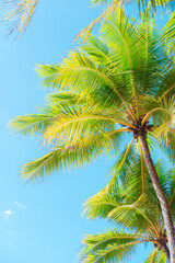Naklejka premium Palm tree on blue sky