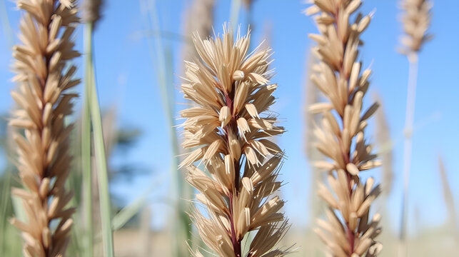 Nut grass Cyperus rotundus Linn and seeds