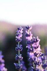 close up of lavender flowers