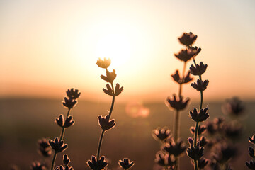 Sunset over a blooming lavender field, with vibrant colors and gentle light creating a dreamy, serene mood. The golden hour enhances the contrast between the deep purple flowers and the warm sky, evok