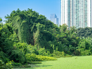 Lush green urban jungle with dense foliage and a pond covered in duckweed, set against the backdrop of modern high-rise buildings under a bright blue sky.