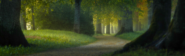 morning magic forest