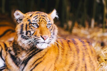 Wild tiger relaxing in zoo or nature reserve