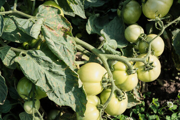 Green tomatoes on the vine in a lush garden setting