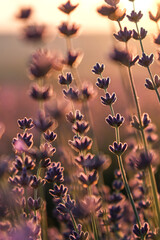 Lavender field at sunset with warm golden light illuminating the purple blossoms. The soft glow of the setting sun creates a peaceful and romantic atmosphere, highlighting the natural beauty and tranq
