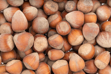 Close-up of a large group of raw hazelnuts in shells. Natural texture and earthy brown tones. Perfect for background or organic food concepts..