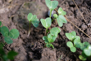 Small seedling leaves, the plant sprouted from the ground