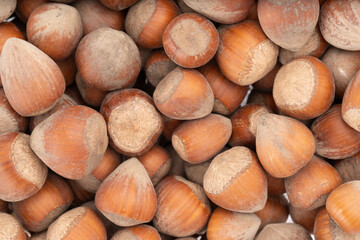 Close-up of a large group of raw hazelnuts in shells. Natural texture and earthy brown tones. Perfect for background or organic food concepts..