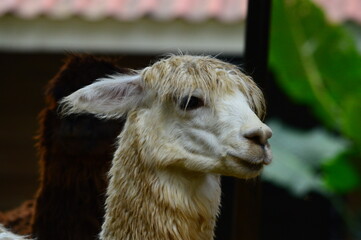 Fototapeta premium old llama on the ground