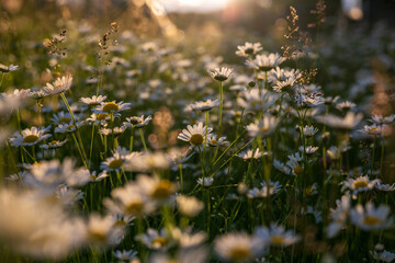  Wildblumenfeld bei Sonnenuntergang