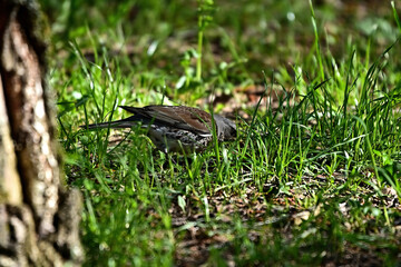 White-browed thrush in the grass searching for food.