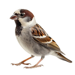 close up of sparrow with distinctive brown and gray feathers, showcasing its unique markings and posture. This bird stands on plain background, highlighting its features and vibrant colors