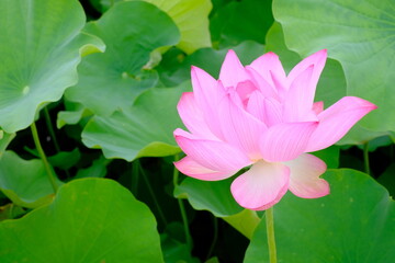 Fototapeta premium pink lotus in full blooming 