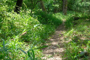 The Yamanobe trail from Omiwa Shrine to Hibara Shrine