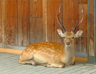 stag with antlers in front of Souvenir shop , Nara , Japan