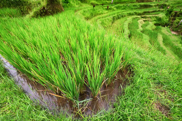 rice terraces Asian agriculture Bali indonesia landscape, nature view