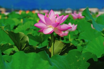 Fototapeta premium pink lotus in full blooming 