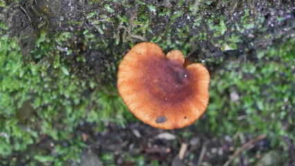 Wild Orange Mushroom on Mossy Forest Floor
