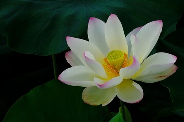 pink lotus in full blooming