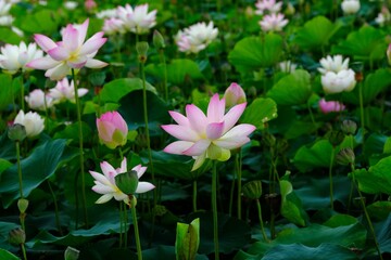 pink lotus in full blooming	