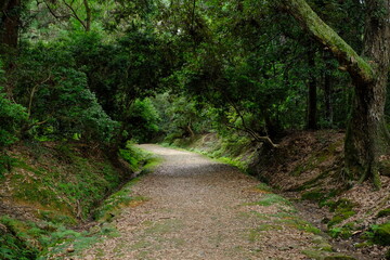 sasayaki no komichi, footpath in the woods , Nara, Japan