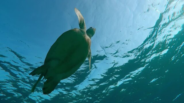 Bottom view of Sea Turtle swimming in turquoise water up towards the surface and takes breath, Slow motion of Great Green Sea Turtle, Chelonia mydas swims to surface of water in bright sun rays