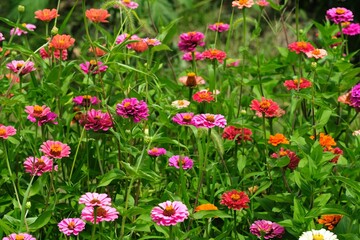 Zinnia flowers in full bloom in the garden	