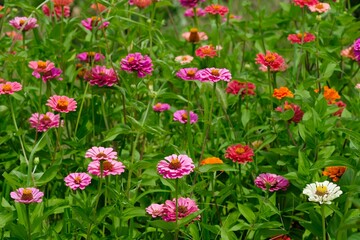 Zinnia flowers in full bloom in the garden	