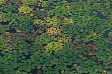 Aquatic plants floating on the water surface	