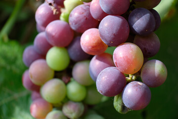 Bunch of green grapes close-up