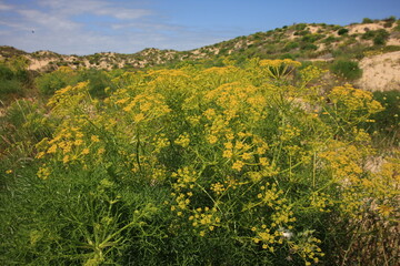 Vegetation on the dunes on the Atlantic Ocean in southernmost Portugal at the end of Europe