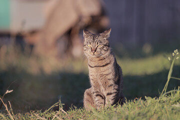 Cute village cat posing and playing in front of camera in nature