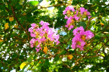 pink crape myrtle in full blooming	
