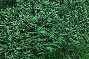 Spring green grass background, backdrop nature lawn