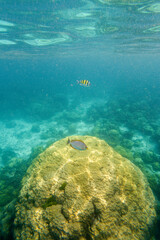 Coral Reef and Tropical Fish While Snorkeling at Phi Phi Islands, Thailand