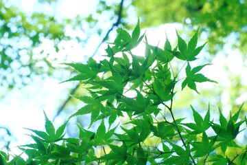 green leaves of Acer palmatum in spring	