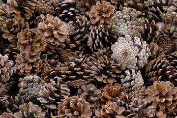 close up of pine cones on the ground