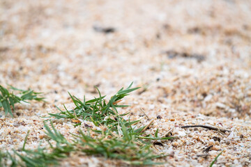 Nature scene with grass and sand coastal environment close-up tranquil viewpoint serenity concept