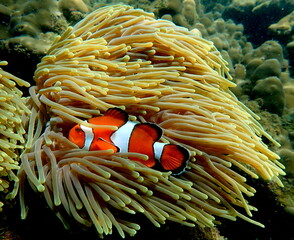 Thailand sea life