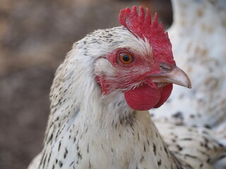 Weißes Huhn
