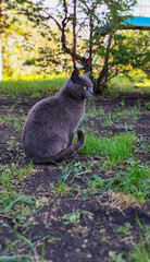 Observant Feline: Grey Cat in Natural Outdoor Setting
Concept: Observation, nature, tranquility