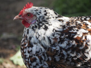 Schwedisches Blumenhuhn
