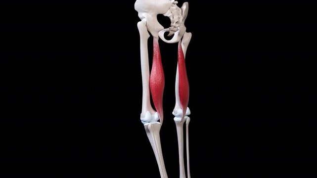 Semimembranosus Muscle Movement