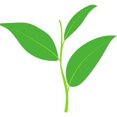 Green Tea Leaves